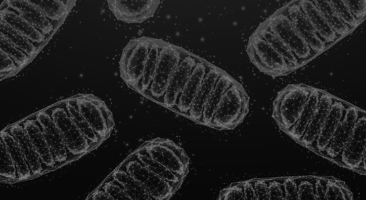 Mitochondria-Flip-Box